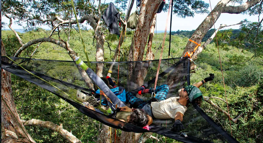 Amazon Jungle 3-Hour Tree Climbing Activity - Tree Climbing in the Heart of the Amazon, Without the Guesswork