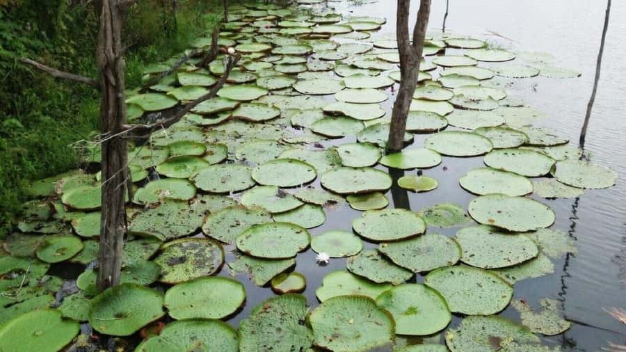Amazon Safari® Manaus: Day trip on the Amazon River - Key Things I’d Watch For on This Amazon Safari