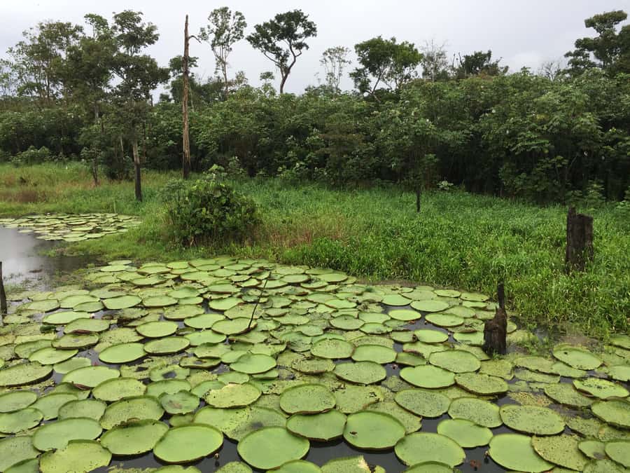 Amazonas: Boat Ride with a Local Amazonian - Igapó flooded forest cruising, and why season changes everything