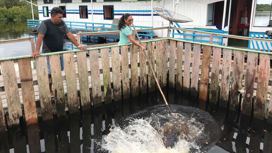 Amazonas: Boat Ride with a Local Amazonian - Pirarucu fish farm: meeting the giant, playing safely, and learning fast