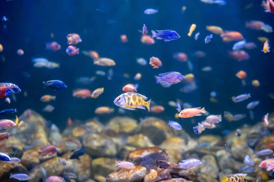 AquaRio and Olympic Boulevard Small Group Tour - Key Things to Know Before You Go