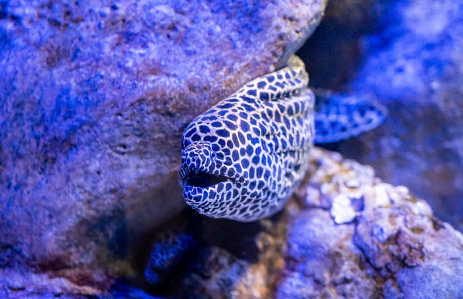 AquaRio and Olympic Boulevard Small Group Tour - AquaRio’s Ocean-to-City Magic, All in One Half-Day