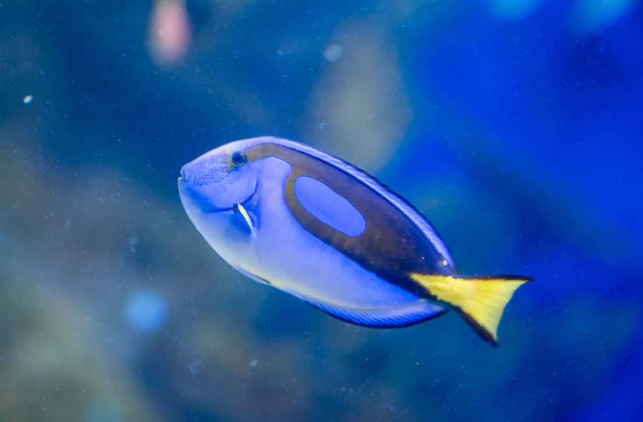 AquaRio and Olympic Boulevard Small Group Tour - Starting at AquaRio: A Warehouse Aquarium with Serious Scale
