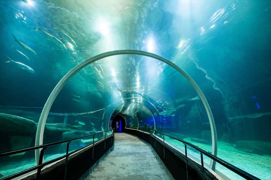 AquaRio and Olympic Boulevard Small Group Tour - Who This Tour Fits Best, and Who Might Want Another Plan