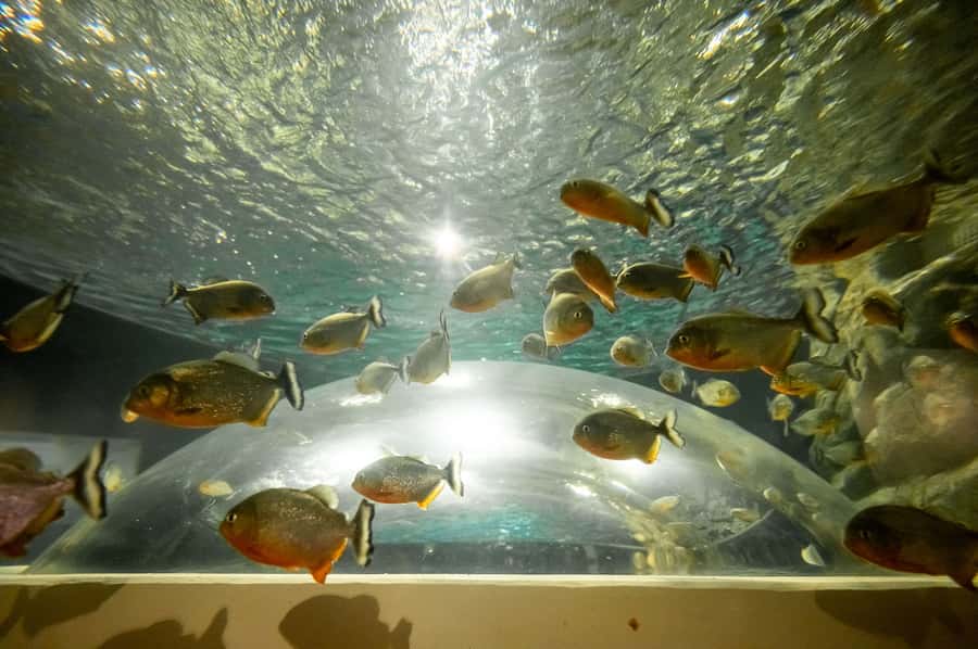 AquaRio and Olympic Boulevard Small Group Tour - How the 4-Hour Tour Actually Flows