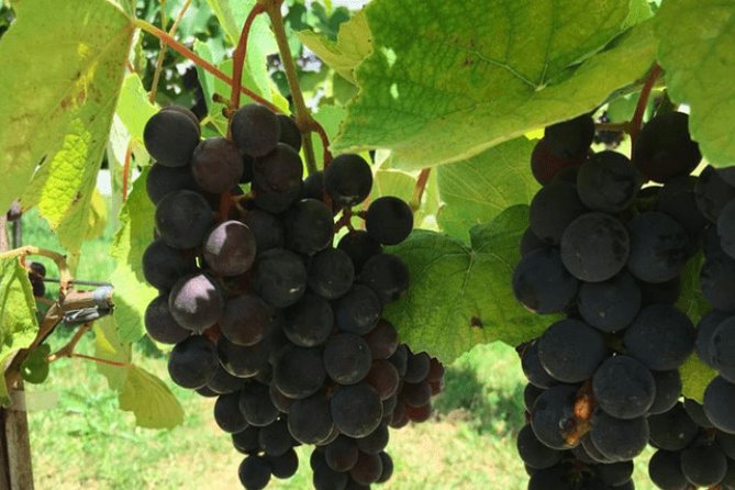 Art Of Wine – Travel Through The So-Called Wine Route Visiting Various Wineries - Key things to know before you go