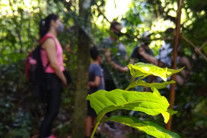 Bathing in the Forest Trail in Foz do Iguaçu - Why forest bathing here feels different in Foz do Iguaçu