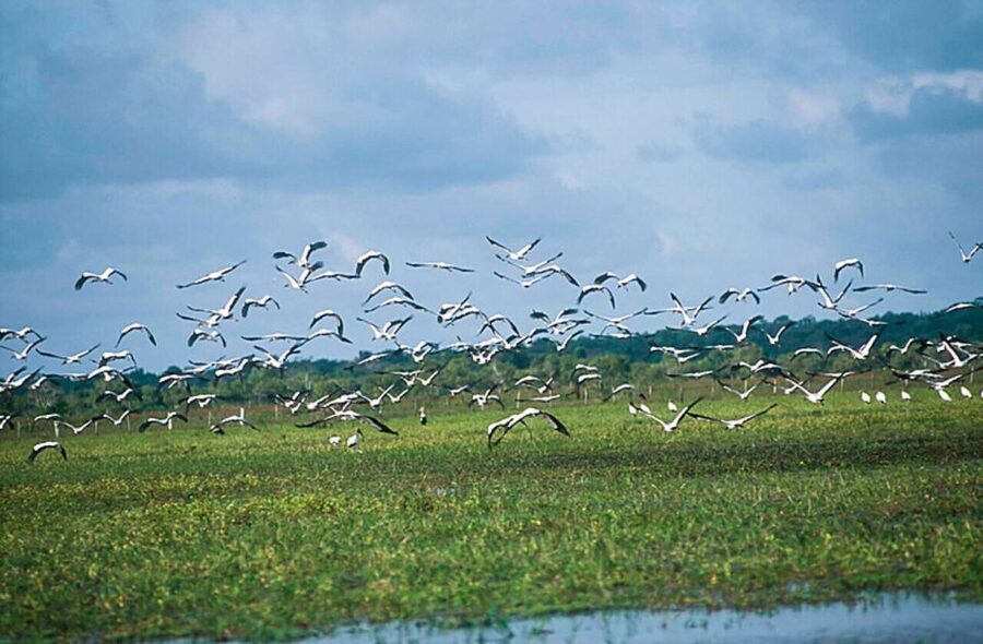 Belém: 2, 3 or 4-Day Marajó Island Excursion with Lodging - Buffalo riding and mangrove crossings: the fun part with real logistics