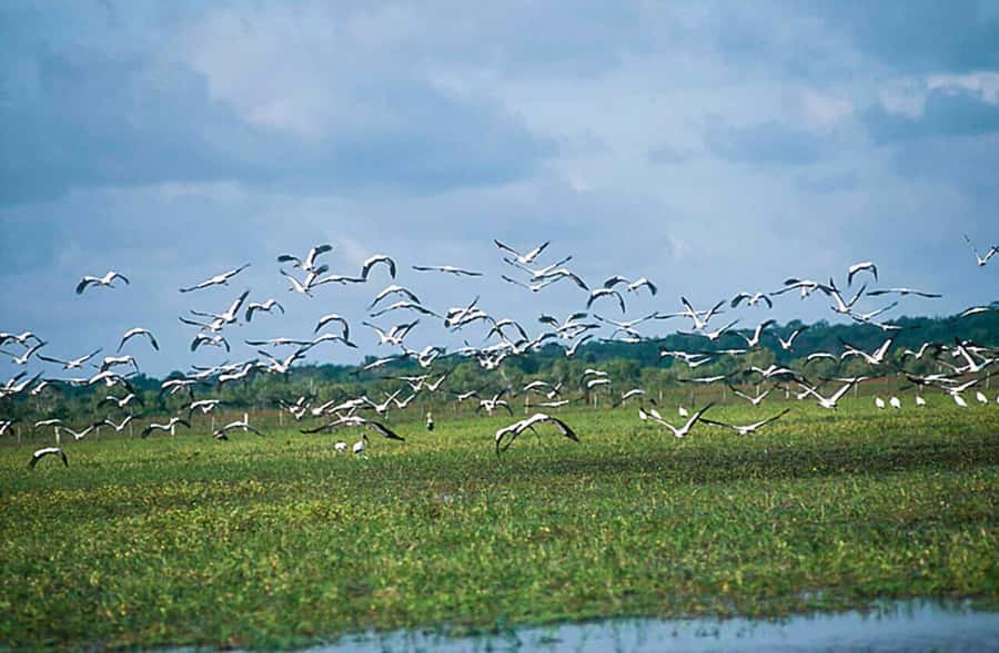 Belém: 2, 3 or 4-Day Marajó Island Excursion with Lodging - The 2, 3, or 4-day choice, which pace fits you