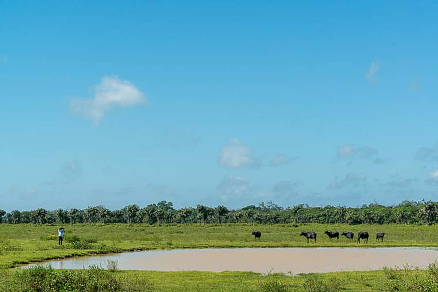 Belém: Marajó Island Day Trip with Buffalo Farm Visit - Should you book Marajó with a buffalo farm visit?