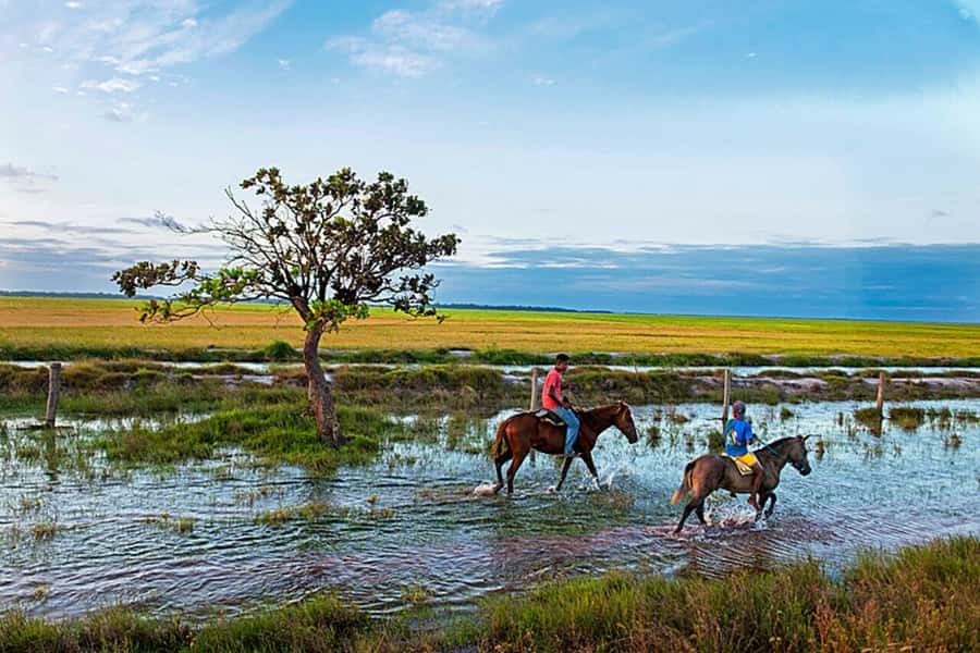 Belém: Marajó Island Day Trip with Buffalo Farm Visit - Beaches on Marajó: Pesqueiro vs Grande, and what you should actually pack