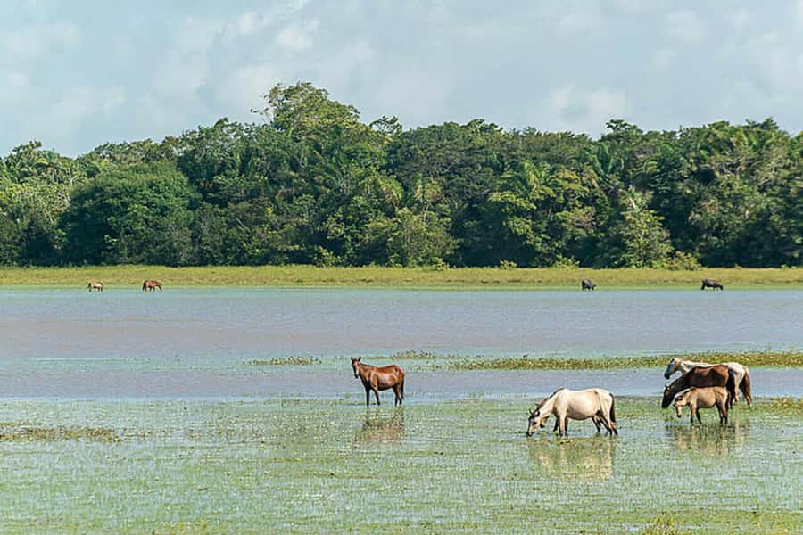 Belém: Marajó Island Day Trip with Buffalo Farm Visit - Hotel pickup, river transport, and how the tour actually runs in your day