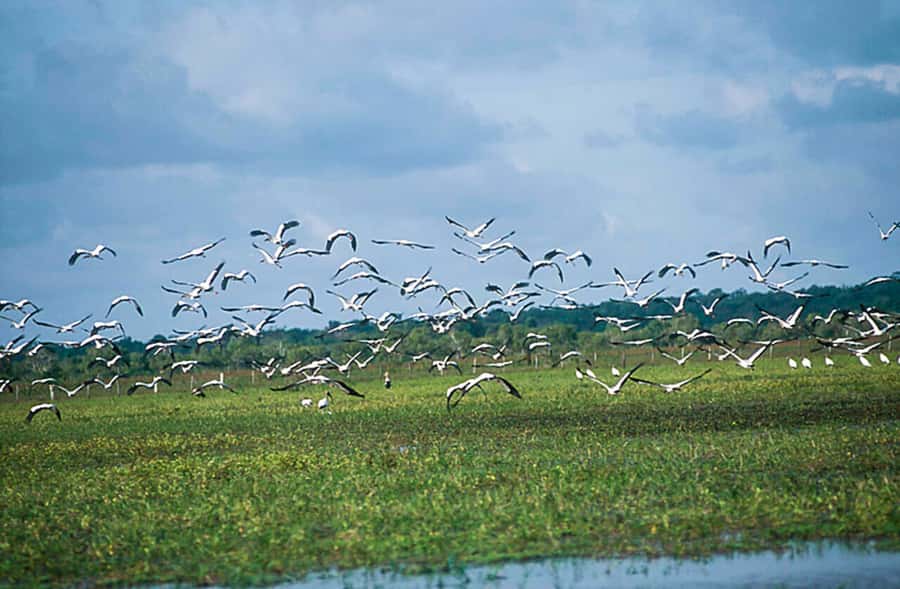 Belém: Marajó Island Day Trip with Buffalo Farm Visit - Guide language, guide style, and what you can do to get more out of the day