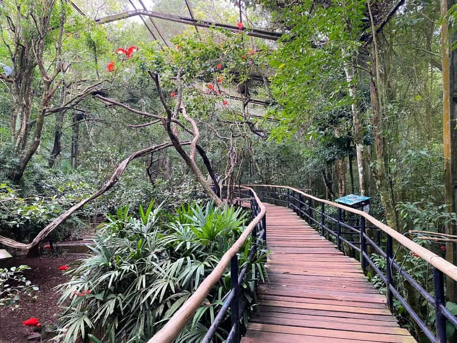 Brazilian Falls, Bird Park and Itaipu Dam - Should you book this Brazilian Falls, Bird Park, and Itaipu Dam tour?