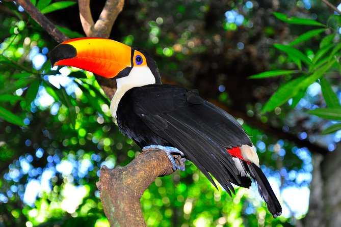 Brazilian Falls, Bird Park and Itaipu Dam from Foz do Iguaçu - Best Fit: Who Will Enjoy Brazilian Falls, Birds, and Itaipu Most