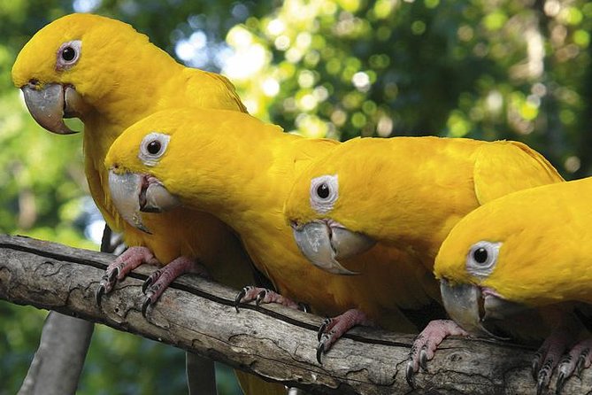 Brazilian Falls, Bird Park and Itaipu Dam from Foz do Iguaçu - Parque das Aves Bird Park: Sanctuary Feel and Real Bird-Watching