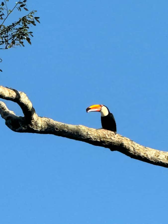 Brazilian Iguassu Falls,Bird park Boat Safari all tickets - Key moments that make this day worth doing