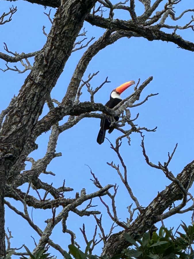 Brazilian Iguassu Falls,Bird park Boat Safari all tickets - Macuco Safari boat cruise: the misty finale on the Iguassu River