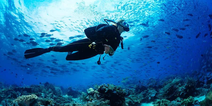 Buzios - DIVING EXPERIENCE - What you will see at Arrecife on the Búzios Peninsula