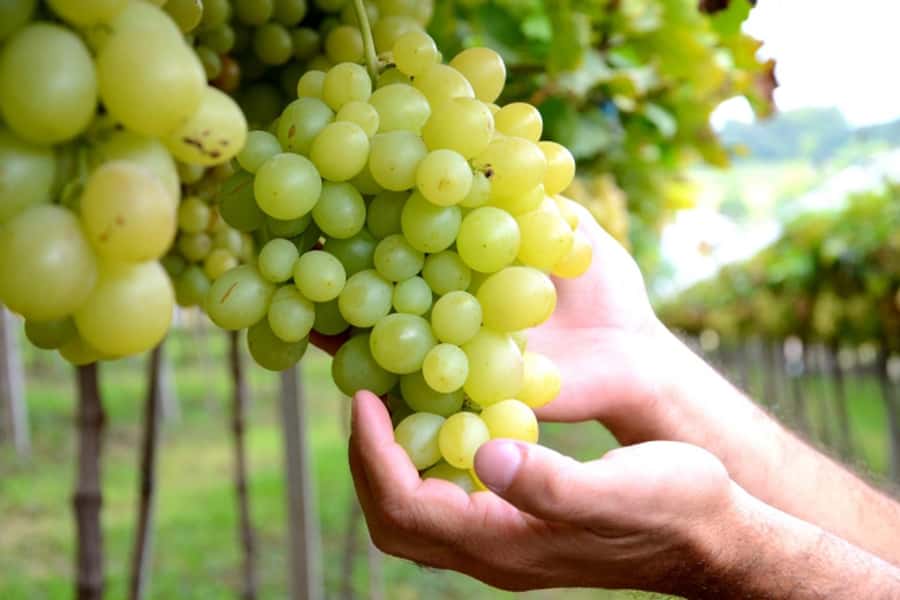 Canela/Gramado: South Wineries, Wine Train, & Italian Park - South Wineries, Wine Train, and Italian Epic Park: the vibe