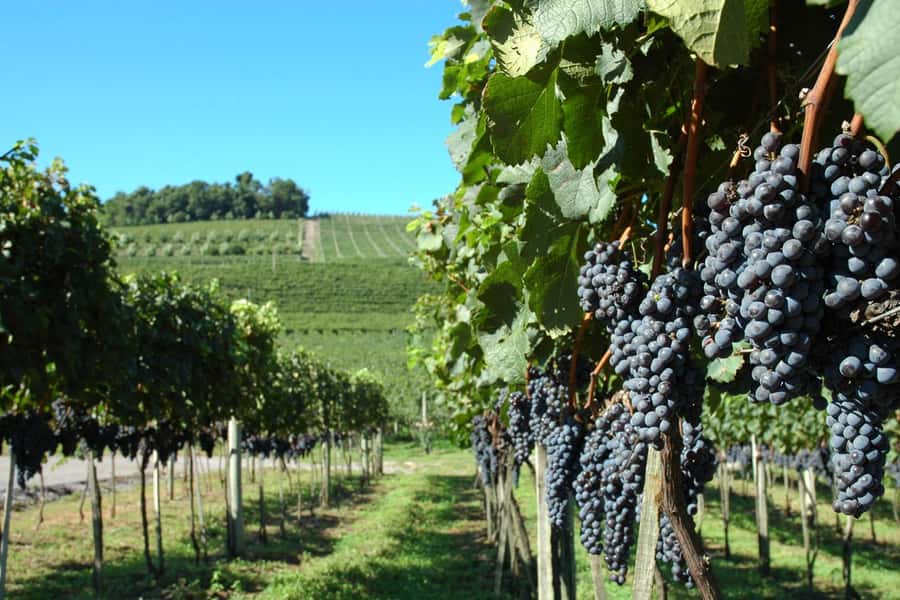 Canela/Gramado: South Wineries, Wine Train, & Italian Park - The drive through Italian-rooted wine country