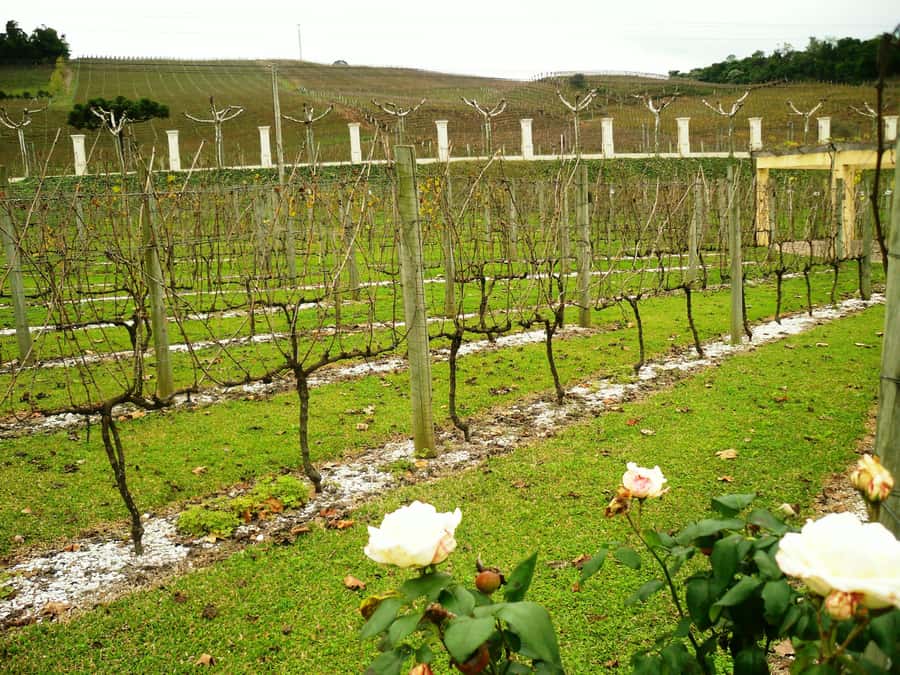 Canela/Gramado: South Wineries, Wine Train, & Italian Park - Italian Epic Park with Lázaro or Rosa: nine real-size scenes