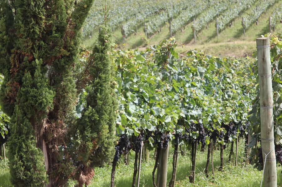 Canela/Gramado: South Wineries, Wine Train, & Italian Park - Tramontina showroom shopping time: useful if you shop, boring if you don’t