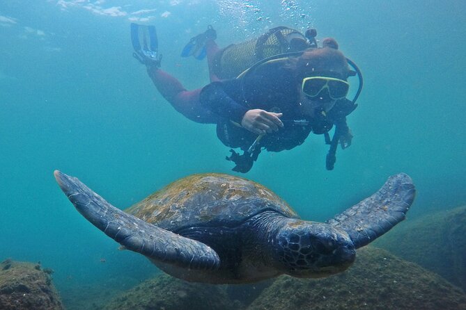 Diving with Turtles in Floripa - Morning start at Marina Barra Náutica (why 8:00 matters)