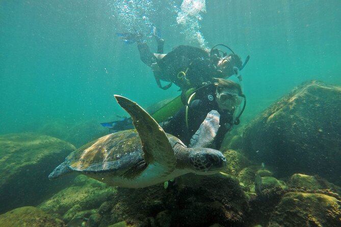 Diving with Turtles in Floripa - Turtles, fish, and what to expect without wishful thinking