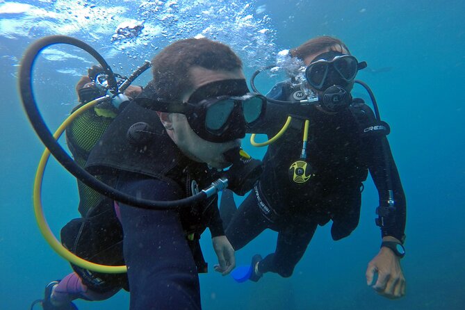 Diving with Turtles in Floripa - Price check: is $97.82 worth it in Florianopolis?