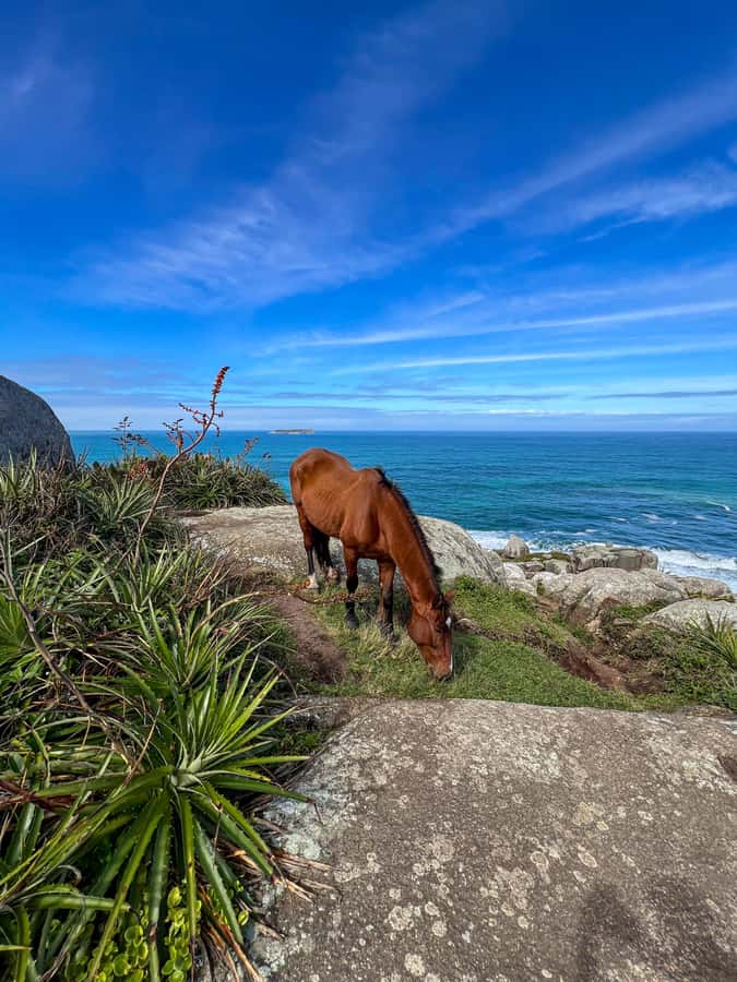 Florianopolis: Gravata Beach Trail with Picnic - Beach Break on Gravata, Plus Optional Cliff Views