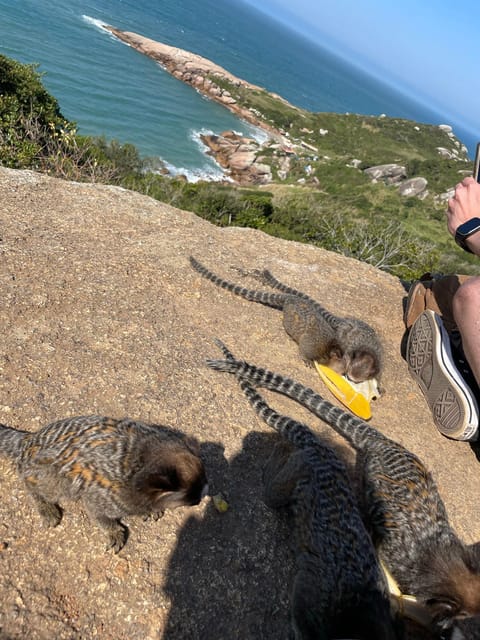 Florianopolis: Gravata Beach Trail with Picnic - A Traditional Brazilian Picnic Built for Sunset Time