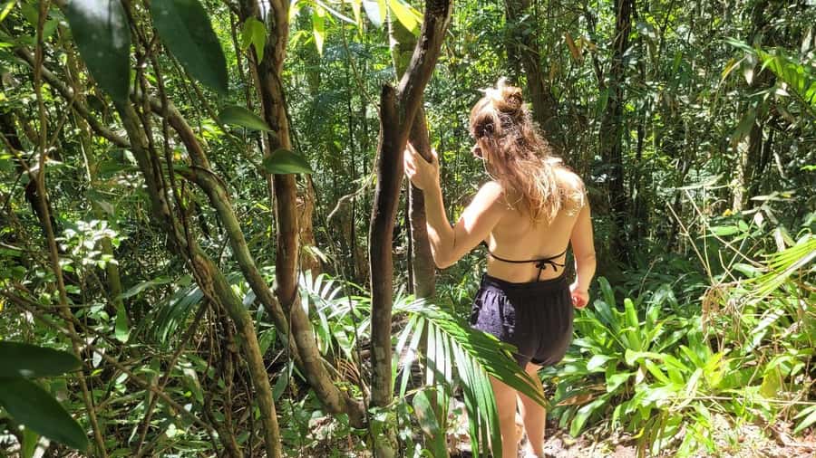 Florianopolis: Lagoinha do Leste Natural Park Hike - The Atlantic Forest walk: flora and fauna you can spot with help