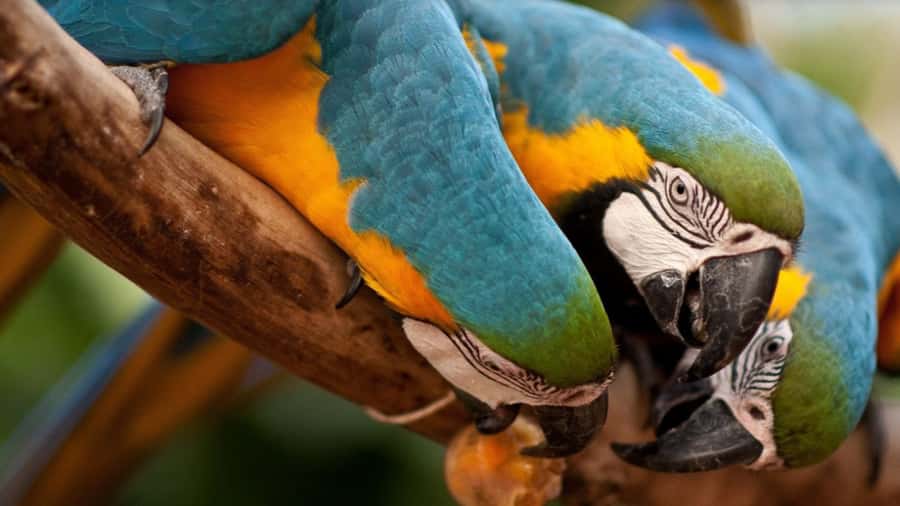 Foz do Iguaçu: Bird Park Tour with Tickets - Key Highlights You’ll Actually Care About