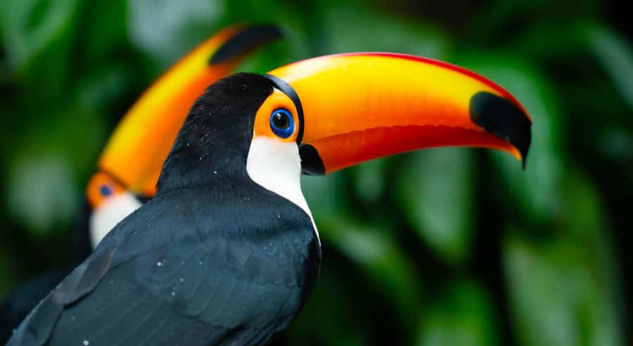 Foz do Iguaçu: Bird Park Tour with Tickets - Parque das Aves in Foz do Iguaçu: Jungle Walk, Not Just a Zoo