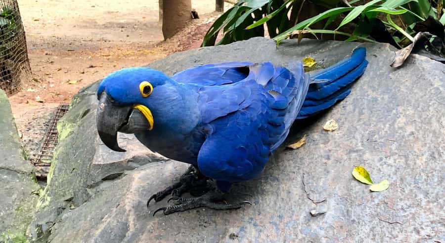 Foz do Iguaçu: Bird Park Tour with Tickets - Nurseries With Cascades, Bridges, and Birds From Different Regions