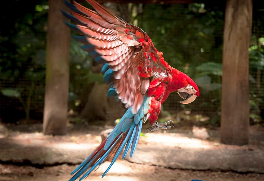 Foz do Iguaçu: Bird Park Tour with Tickets - The Ride, Group Size, and Why Pickup Is Part of the Value