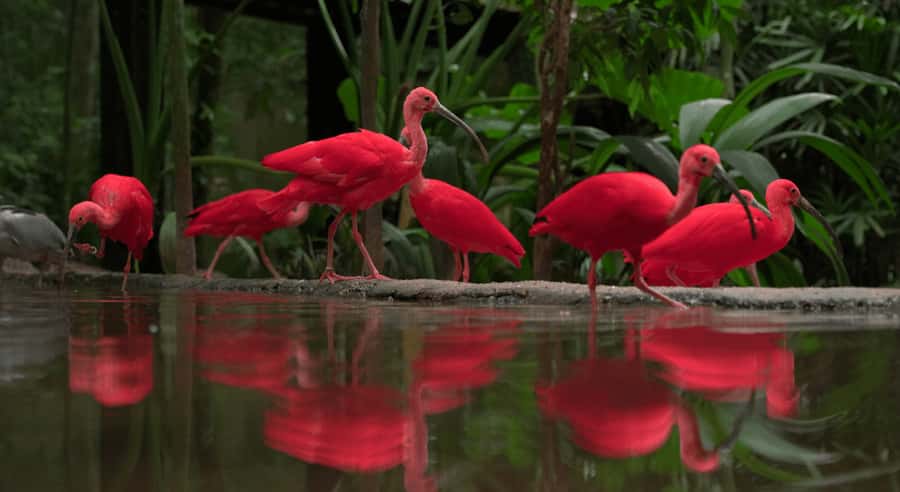 Foz do Iguaçu: Bird Park Tour with Tickets - Who This Tour Fits Best