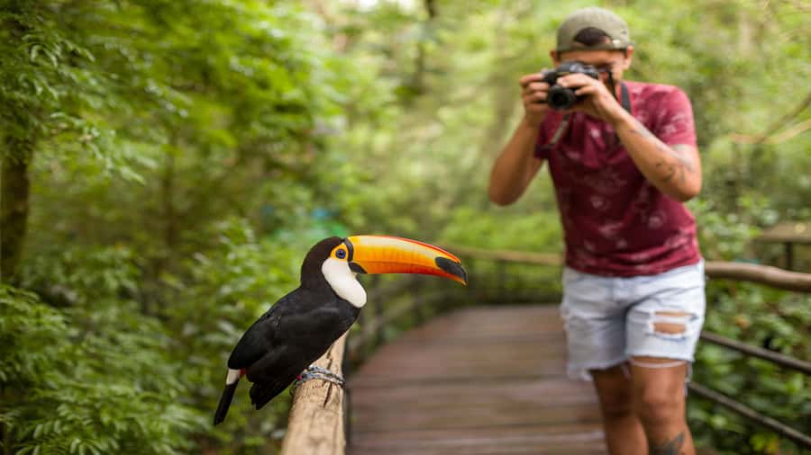 Foz do Iguaçu: Brazilian Side of the Falls + Bird Park - Timing, Transport, and Ticket Money You Should Plan For