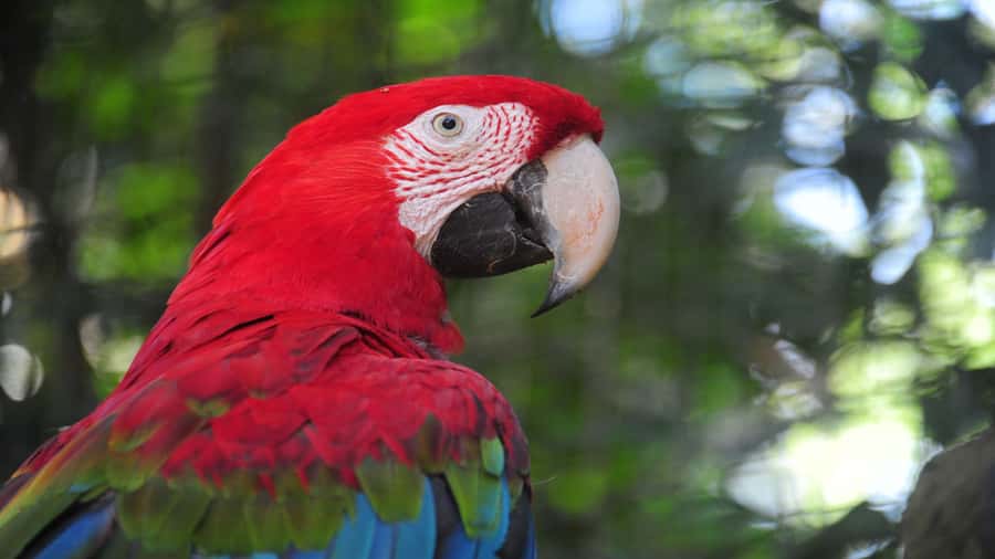 Foz do Iguaçu: Brazilian Side of the Falls + Bird Park - Value for About $50: A Practical Half-Day Mix