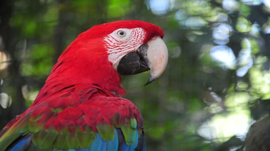 Foz do Iguaçu: Brazilian Side of the Falls + Bird Park - Should You Book This Tour? My Practical Take