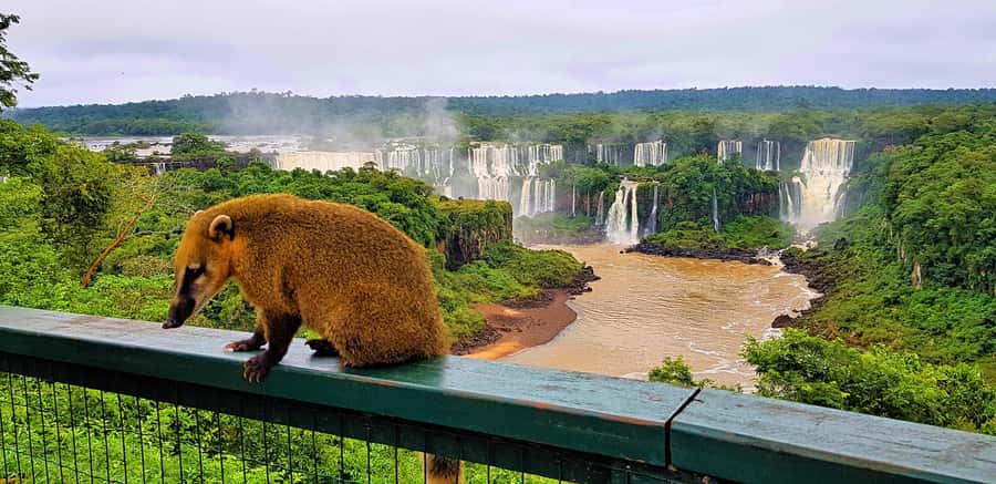 From Foz do Iguaçu: Brazilian Side of the Falls with Ticket - Entering Iguazu Falls: Start With the Views, Not the Stress