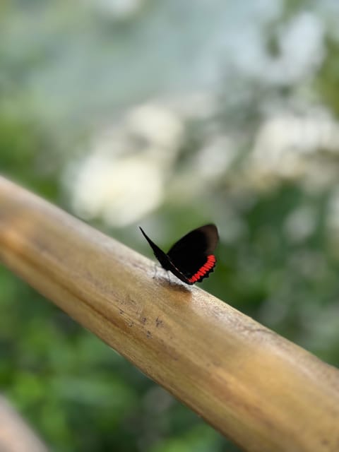 from Foz do Iguaçu: Private Tour on Argentinean Falls - Transportation, Tickets, and What Your Money Actually Buys