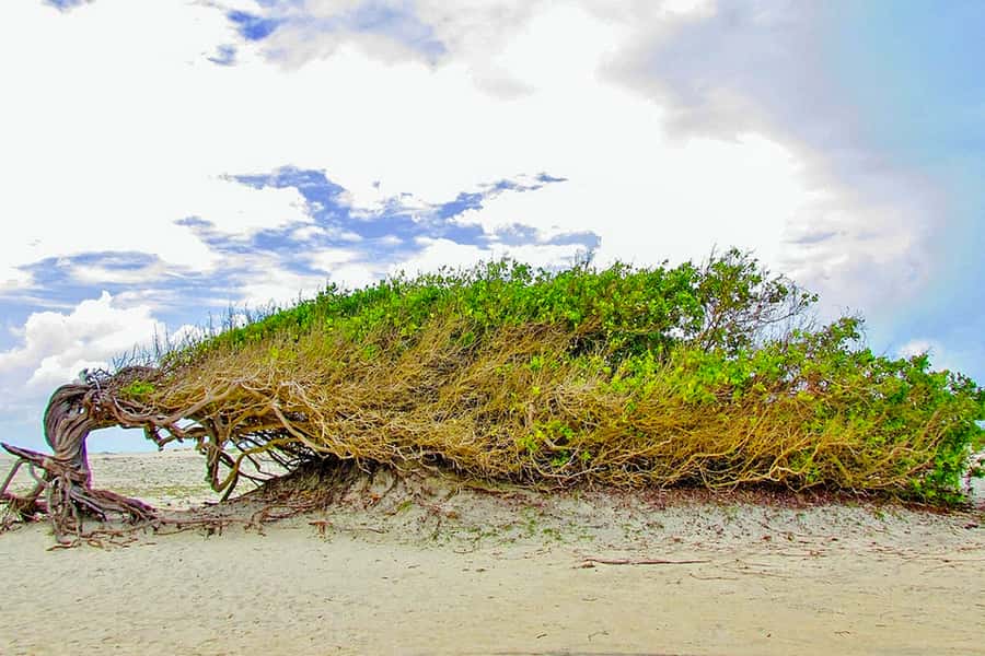 From Jericoacoara: Preá Beach and Paradise Lagoon Tour - Why Preá and Paradise Lagoon are such a smart combo