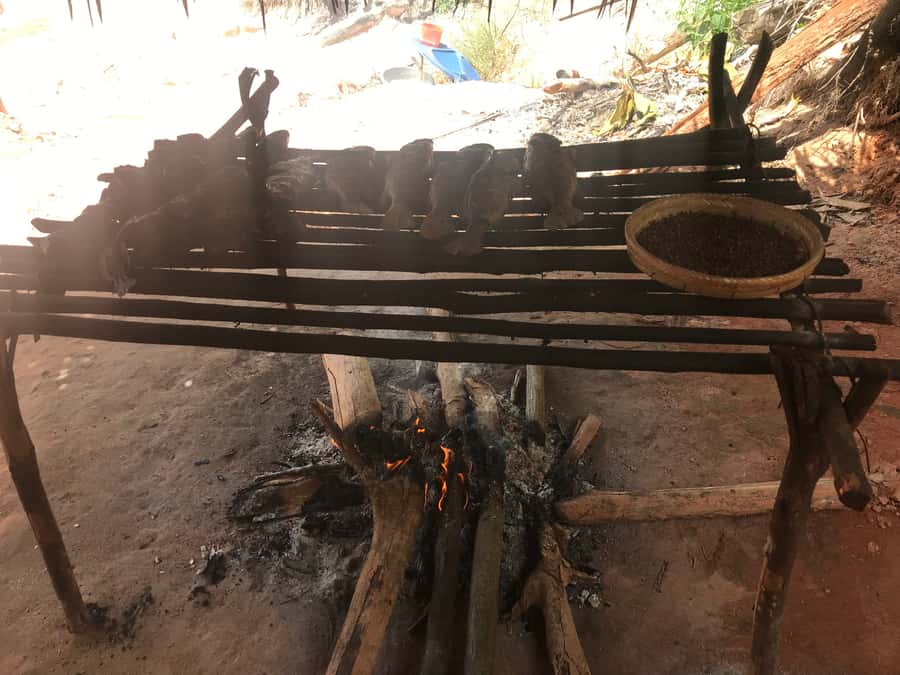 From Manaus: Negro River Half-Day Trip - Boat, Group Size, and Why Your Schedule Can Shift