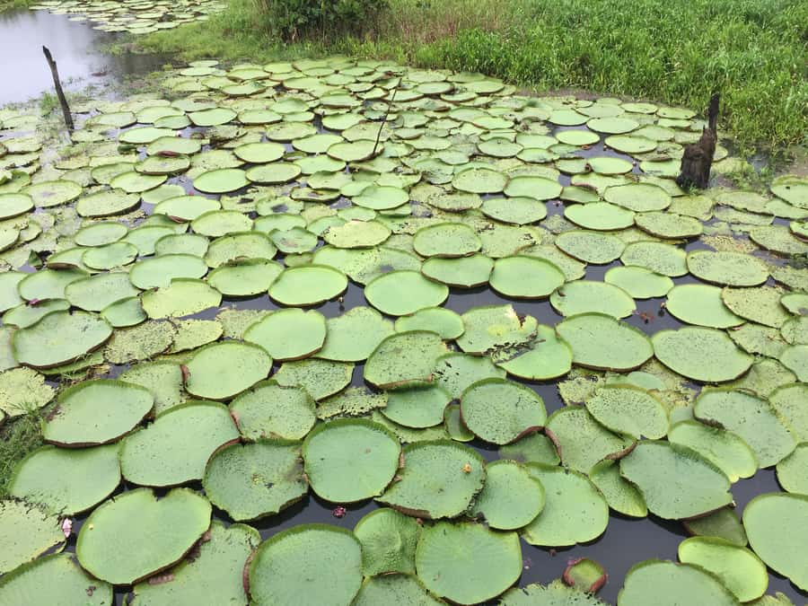 From Manuas: Full-Day River Tour - Floating Village and Pirarucu: Catching the Giant Freshwater Fish