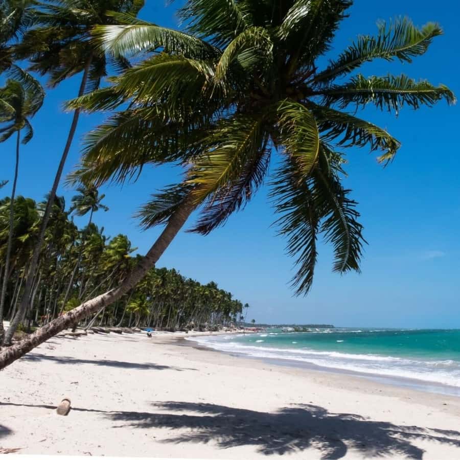 From Recife : Carneiros Beach - Key things to know before you go