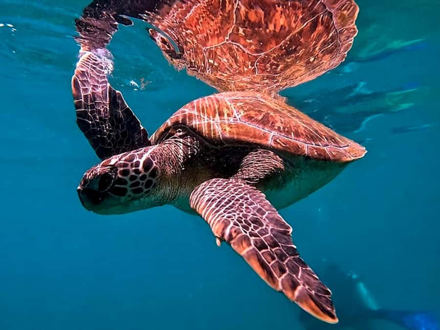 from Rio de Janeiro: Diving in Buzios - Key things to know before you go