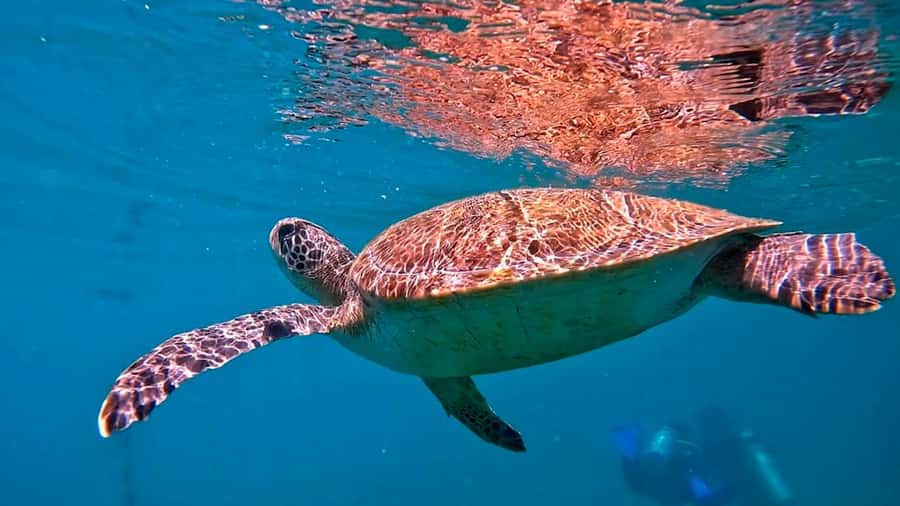 from Rio de Janeiro: Diving in Buzios - Rio to Búzios in a single morning, what your schedule really feels like