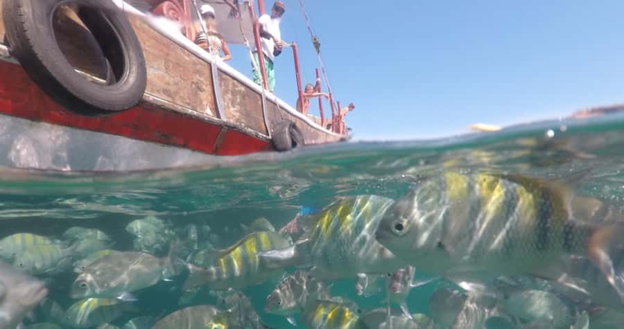 From Rio de Janeiro: Ilha Grande Day Trip - What to bring (and what actually matters on the day)